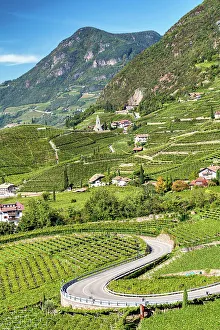 S-Shape Road Through Vineyards, near Bolzano, South Tyrol, Italy