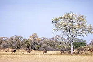 Images Dated 16th September 2022: Sable Antelope, Okavango Delta, Botswana