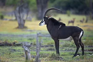 Hippotragus Niger Prints: Sable Antelope, Okavango Delta, Botswana