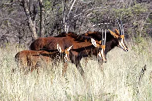 Conservation Prints: Sable antelope, Okonjima Nature Reserve, Namibia, Africa