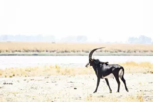 African Wildlife Collection: Sable, Chobe River, Chobe National Park, Botswana