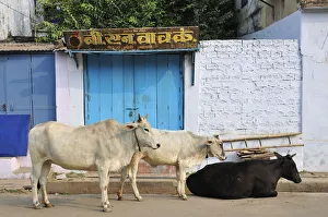 Varanasi Prints: Sacred cows, Varanasi, India