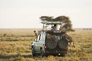 Cheetah Collection: Safari vehicle with tourist and wildlife cheetah on vehicle Serengeti, Tanzania