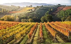 Sagrantino di Montefalco Vineyards in autumn, Umbria, Italy