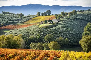 Images Dated 21st March 2019: Sagrantino di Montefalco Vineyards in autumn, Umbria, Italy