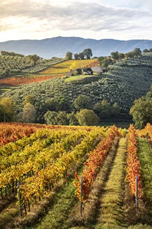 Images Dated 3rd November 2018: Sagrantino di Montefalco Vineyards in autumn, Umbria, Italy