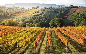Images Dated 3rd November 2018: Sagrantino di Montefalco Vineyards in autumn, Umbria, Italy