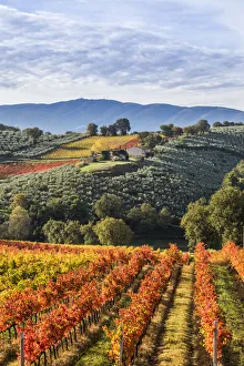 Umbria Prints: Sagrantino vineyards during autumn, Montefalco, Perugia province, Umbria, Italy