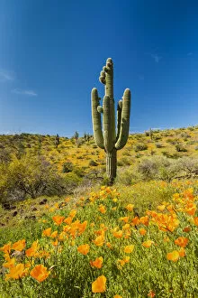 Images Dated 17th April 2018: Saguaro Cactus & Poppies, Peridot, Arizona, USA