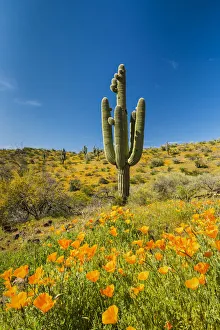 Images Dated 17th April 2018: Saguaro Cactus & Poppies, Peridot, Arizona, USA