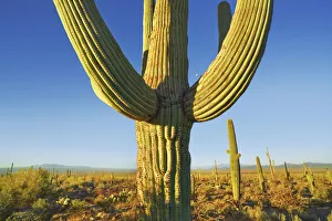 Tucson Prints: Saguaro and moon - USA, Arizona, Pima, Tucson, Tucson Mountain Country Park