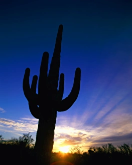 Saguaro National Park / Cactus / Sunset