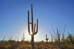 Tucson Prints: Saguaro and ocotillo - USA, Arizona, Pima, Tucson, Tucson Mountain Country Park