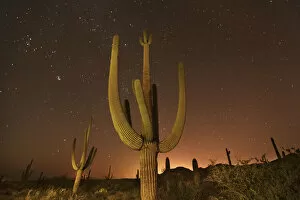 Black Collection: Saguaro and stars - USA, Arizona, Pima, Tucson, Tucson Mountain Country Park