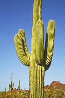 Phoenix Prints: Saguaro - USA, Arizona, Maricopa, Phoenix, Lost Dutchman State Park - Sonora Desert
