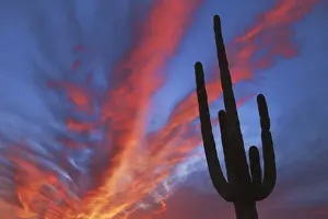 Luminous Prints: Saguaro - USA, Arizona, Pima, Organpipe Cactus National Monument - Sonora Desert