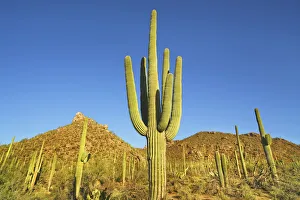 Tucson Prints: Saguaro - USA, Arizona, Pima, Tucson, Saguaro National Park, Saguaro West, Bajada Loop