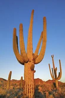 Saguaro - USA, Arizona, Pima, Tucson, Tucson Mountain Country Park