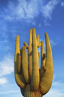 Saguaro - USA, Arizona, Pima, Tucson, Saguaro National Park, Saguaro East