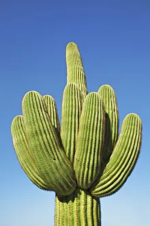 Saguaro - USA, Arizona, Pima, Tucson, Saguaro National Park, Saguaro East