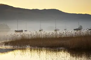 Reedbed Prints: Sailboats on Derwent Water in Mist, Lake District National Park, Cumbria, England