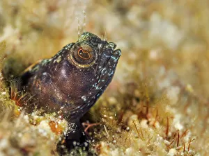 Head Prints: Sailfin Blenny (Emblemaria pandionis), Grand Cayman, Cayman Islands, British West Indies