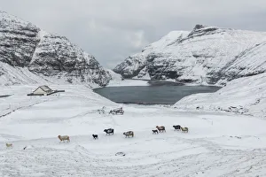 Saksun Prints: Saksun covered by snow in the mid of May. Streymoy, Faroe Islands