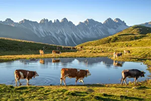 Salfeins Lake, Grinzens, Innsbruck Land, Tyrol, Austria