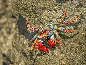 Crustacean Prints: Sally Lightfoot Crab (Grapsus grapsus), Grand Cayman, Cayman Islands, British West Indies