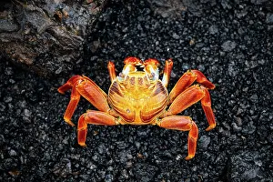 Ecuadorian Prints: Sally Lightfoot Crab, Isla Isabela, Galapagos Islands, Ecuador