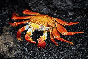 Ecuadorian Prints: Sally Lightfoot Crab, Isla Isabela, Galapagos Islands, Ecuador