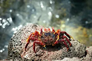 Remote Prints: Sally Lightfoot Crab, Santa Cruz Island, Galapagos Islands, Ecuador