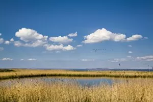 Salt marsh, Amrum Island, Northern Frisia, Schleswig-Holstein, Germany