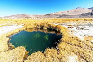 Salt Pond Prints: Salt pond edged by yellow grass, Salar de Antofalla, Puna, Catamarca, Argentina