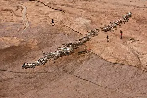 Footprints Prints: Samburu children water their familys goats at a waterhole dug in a seasonal river bed