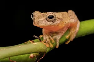 Neotropics Prints: San Carlos Dwarf Tree Frog (Dendropsophus phlebodes), Boca Tapada, Costa Rica