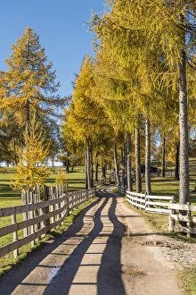 Fences Prints: San Genesio / Jenesien, province of Bolzano, South Tyrol, Italy