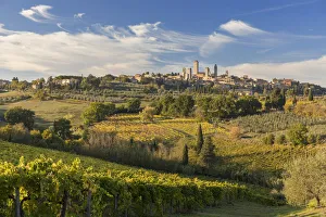 Viniculture Prints: San Gimignano surrounded by vines in the autumn, Tuscany, Italy