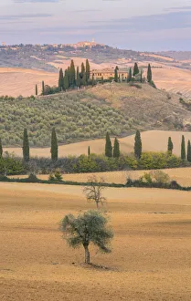 Grain Prints: San Quirico d Orcia, Province of Siena, Orcia Valley, Tuscany, Italy, Europe