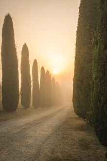 San Quirico d'Orcia, Siena, Tuscany, Italy, cypress in San Quirico