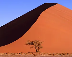 Desolate Prints: Sand Dune & Tree, Sossusvlei, Namibia, Africa