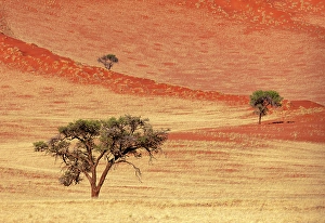 Mariental Prints: Sand dunes covered in grass after rains, Bagatelle Kalahari Game Ranch, Mariental, Namibia