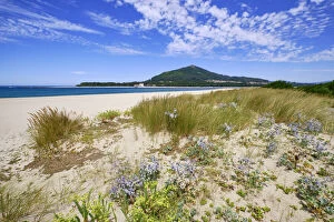 Images Dated 25th August 2020: Sand dunes with its endemic flora and the beach of Caminha at the mouth of the River