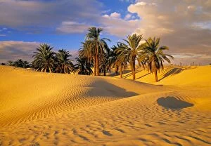 Sahara Desert Gallery: Sand dunes and Oasis