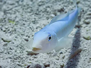 Underwater Prints: Sand Tilefish (Malacanthus plumieri), Grand Cayman, Cayman Islands, British West Indies