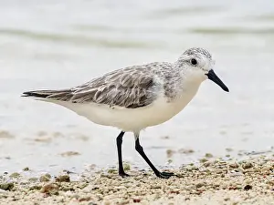 Migration Prints: Sanderling (Calidris alba) in winter plumagfe on Grand Cayman