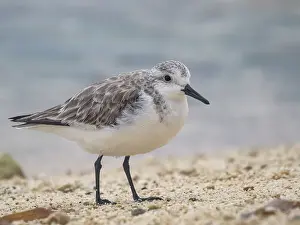 Migration Prints: Sanderling (Calidris alba) in winter plumagfe on Grand Cayman