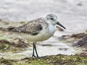 Migration Prints: Sanderling (Calidris alba) in winter plumagfe on Grand Cayman