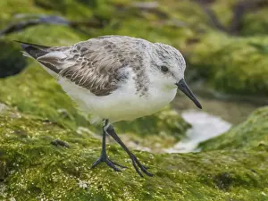 Migration Prints: Sanderling (Calidris alba) in winter plumagfe on Grand Cayman