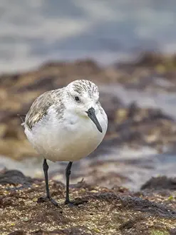 Migration Prints: Sanderling (Calidris alba) in winter plumagfe on Grand Cayman